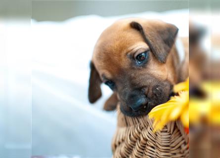 Rhodesian Ridgeback Welpen