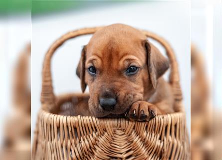 Rhodesian Ridgeback Welpen