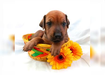 Rhodesian Ridgeback Welpen