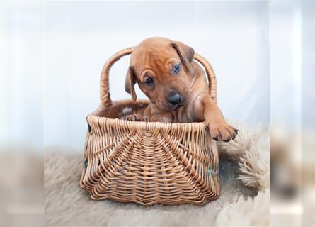 Rhodesian Ridgeback Welpen