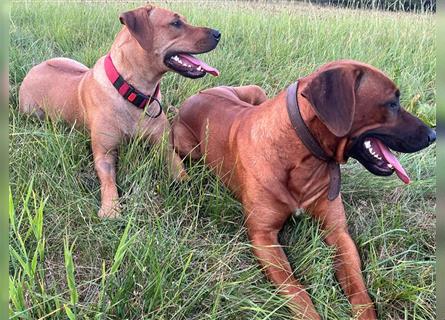 Rhodesian Ridgeback Welpen