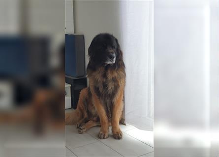 Leonberger- Deckrüde