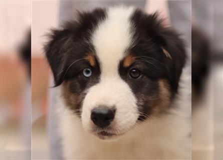 Auszugsbereite Australian Shepherd Welpen mit ASCA Papieren