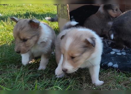 Sheltie Welpen in verschieden Farben, Rüde+Hündin