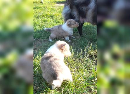 Sheltie Welpen in verschieden Farben, Rüde+Hündin