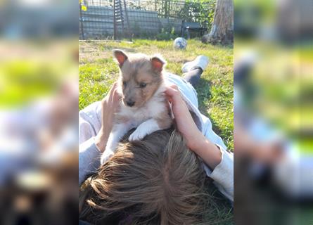 Sheltie Welpen in verschieden Farben, Rüde+Hündin