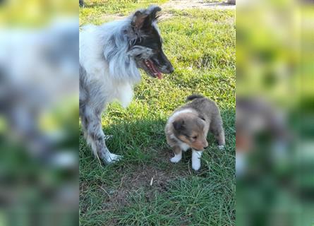 Sheltie Welpen in verschieden Farben, Rüde+Hündin