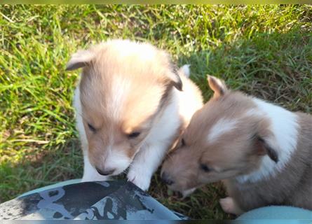 Sheltie Welpen in verschieden Farben, Rüde+Hündin