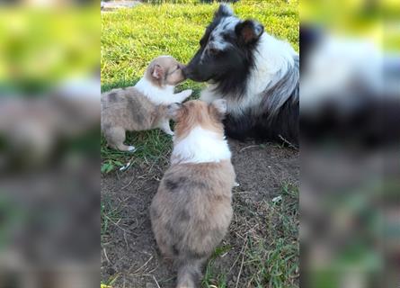 Sheltie Welpen in verschieden Farben, Rüde+Hündin