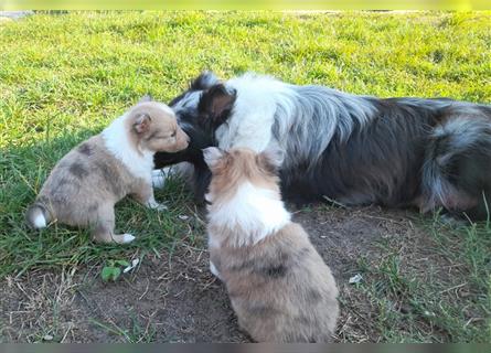 Sheltie Welpen in verschieden Farben, Rüde+Hündin