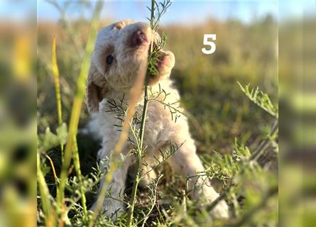 Lagotto Romagnolo Welpe, Allergikerhund, Rüde, 2 Monate alt