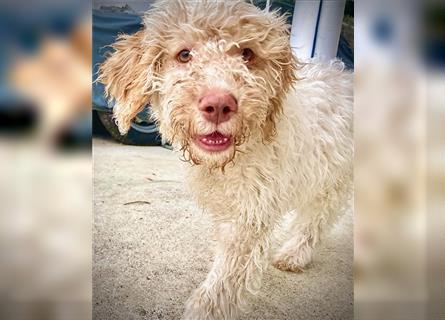 Lagotto Romagnolo Welpe, Allergikerhund, Rüde, 2 Monate alt