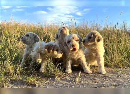 Lagotto Romagnolo Welpe, Allergikerhund, Rüde, 2 Monate alt