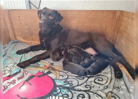 Labradorwelpen schokobraun Leistungslinie