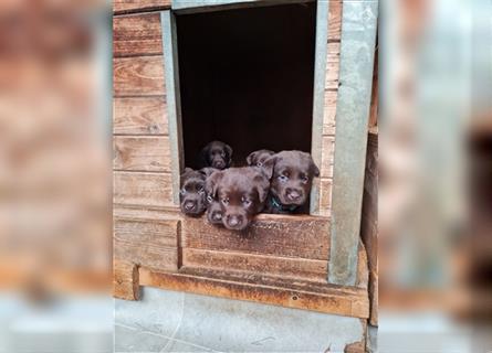 Labradorwelpen schokobraun Leistungslinie