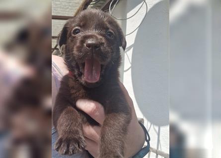 Labradorwelpen schokobraun Leistungslinie