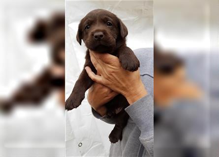 Labradorwelpen schokobraun Leistungslinie