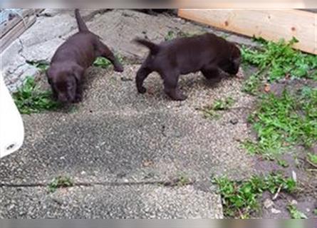 Labradorwelpen schokobraun Leistungslinie