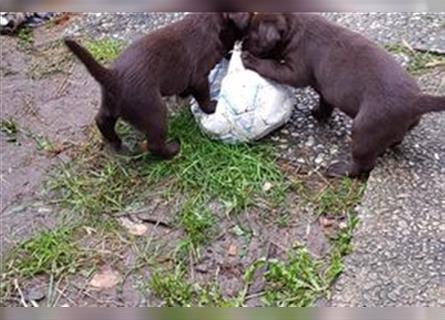 Labradorwelpen schokobraun Leistungslinie