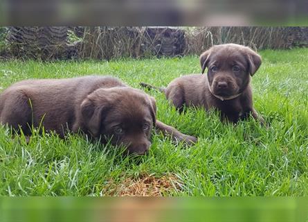 Labradorwelpen schokobraun Leistungslinie