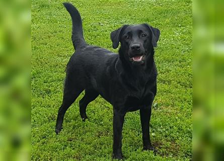 Labrador Welpen Gelb