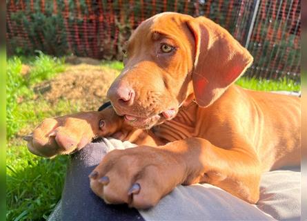 Rhodesian Ridgeback Welpe, Hündin- Livernose