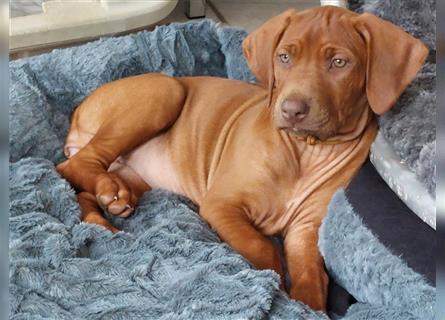 Rhodesian Ridgeback Welpe, Hündin- Livernose