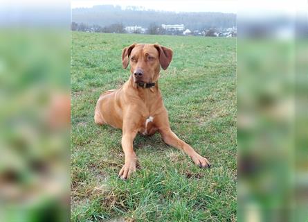 Rhodesian Ridgeback Welpe, Hündin- Livernose