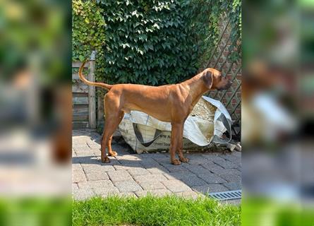 Rhodesian Ridgeback Welpe, Hündin- Livernose