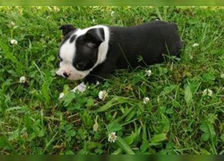 Boston Terrier Welpen