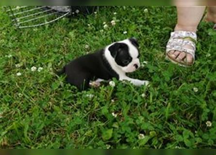 Boston Terrier Welpen