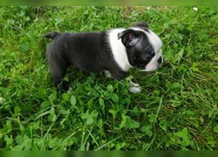 Boston Terrier Welpen