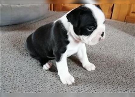 Boston Terrier Welpen