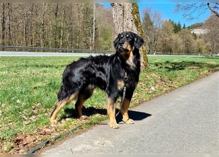 Reinrassige Hovawart Welpen mit Papieren