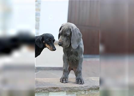 Wunderschöner Dt. Doggenrüde Farbschlag blau