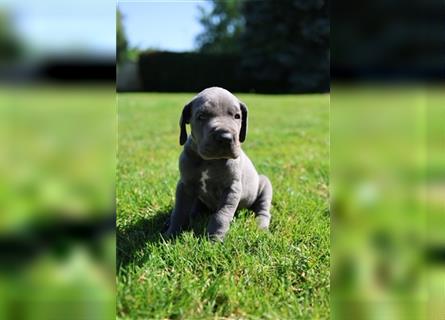 Wunderschöner Dt. Doggenrüde Farbschlag blau