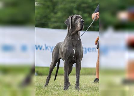 Wunderschöne Dt. Doggenwelpen im Farbschlag blau