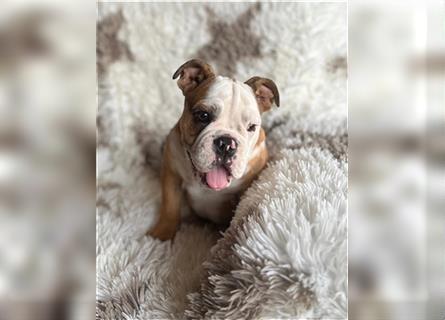 Englisch Bulldogge Welpen können ab sofort ausziehen