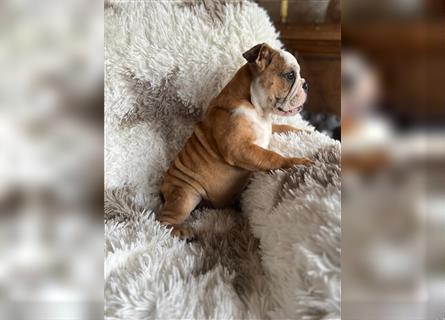 Englisch Bulldogge Welpen können ab sofort ausziehen