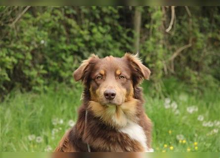 Australien Shepherd x Labrador Welpen