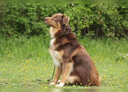 Australien Shepherd x Labrador Welpen