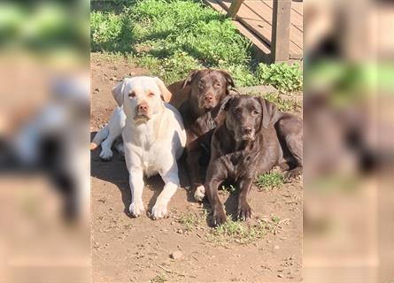 Australien Shepherd x Labrador Welpen