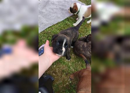 Deutscher Boxer - Hundewelpen, Abgabebereit ab 11.August.24 (Hobbyzucht, 5 Rüden/1 Weibchen)