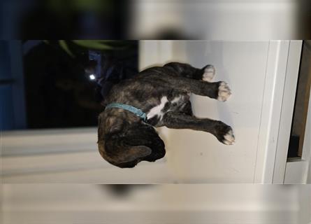 Deutscher Boxer - Hundewelpen, Abgabebereit ab 11.August.24 (Hobbyzucht, 5 Rüden/1 Weibchen)