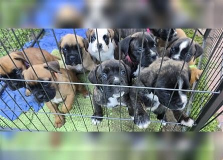 Deutscher Boxer - Hundewelpen, Abgabebereit ab 11.August.24 (Hobbyzucht, 5 Rüden/1 Weibchen)