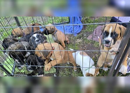 Deutscher Boxer - Hundewelpen, Abgabebereit ab 11.August.24 (Hobbyzucht, 5 Rüden/1 Weibchen)