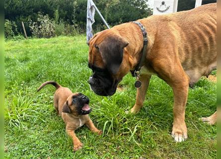 Deutscher Boxer - Hundewelpen, Abgabebereit ab 11.August.24 (Hobbyzucht, 5 Rüden/1 Weibchen)