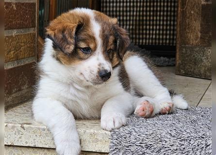 Rüde - Border Collie x Berner Sennenhund Mix (mehr Border Collie), Eltern getestet/geröngt