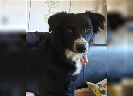 Rüde - Border Collie x Berner Sennenhund Mix (mehr Border Collie), Eltern getestet/geröngt