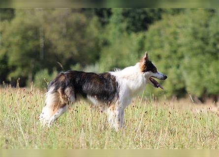 Rüde - Border Collie x Berner Sennenhund Mix (mehr Border Collie), Eltern getestet/geröngt